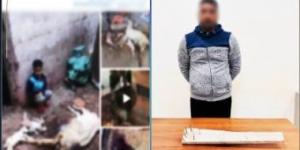 ضبط المتهم بالتعدى على الكلاب الضالة فى شبراخيت بالبحيرة.. فيديو - كورة نيوز