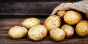 تفاقم أزمة نقص البطاطس فى بيلاروسيا - كورة نيوز