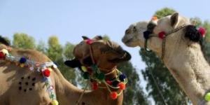 تزيين الجِمال.. منصات إلكترونى لبيع أضاحى العيد فى باكستان - كورة نيوز