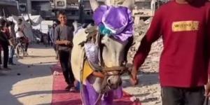 البسمة تتحدى الألم.. حفل لتكريم أصحاب الحمير على خدمتهم لسكان غزة - كورة نيوز