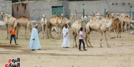 سوق برقاش للجمال يشهد إقبالاً على شراء أضاحي العيد - كورة نيوز