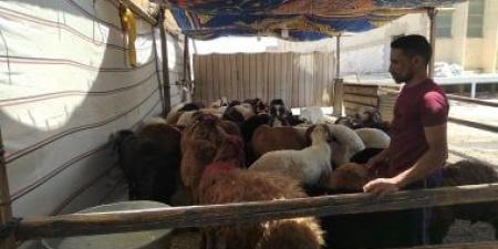 شوادر للأضاحى.. منافذ وزارة التموين تلبي احتياجات عيد الأضحى - كورة نيوز