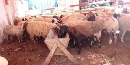 محافظ القاهرة يحظر إقامة شوادر الأضاحى واللحوم بالطرق العامة - كورة نيوز