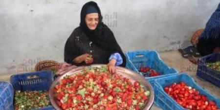 الدهب الأحمر نور الغيطان.. محصول الفراولة يزين حقول القليوبية - كورة نيوز