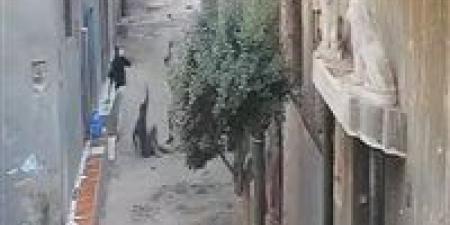 فحص
أمني
لاعتداء
شخصين
على
آخر
بالشوم
في
المنيا - كورة نيوز