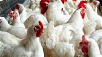 أسعار الفراخ والبيض اليوم الجمعة 20 يونيو في بورصة الدواجن والأسواق